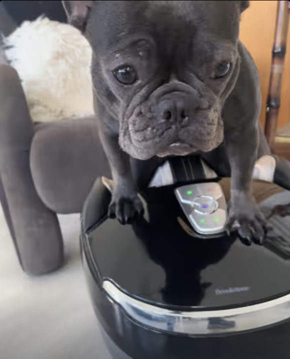 Frenchie is getting legs massage !